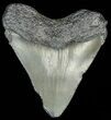 Juvenile Megalodon Tooth #69326-1